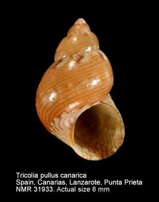 Tricolia pullus canarica (2).jpg - Tricolia pullus canaricaNordsieck,1973